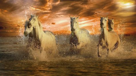 wallpaper horse pictures|[430+] Horse 4k Wallpapers .